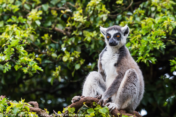 Ring-tailed lemur in a tree Picture Board by Jason Wells