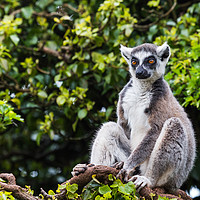 Buy canvas prints of Ring-tailed lemur in a tree by Jason Wells