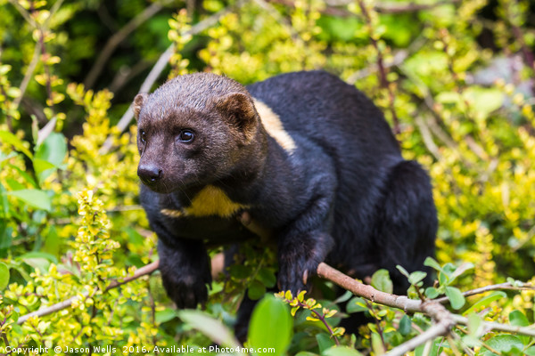 Portrait of a Tayra Picture Board by Jason Wells