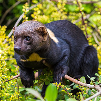 Buy canvas prints of Portrait of a Tayra by Jason Wells