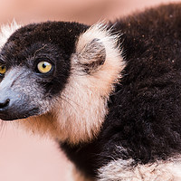 Buy canvas prints of Black and White Ruffed Lemur watching on by Jason Wells