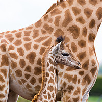 Buy canvas prints of Baby giraffe standing by its mother by Jason Wells
