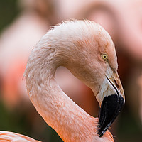 Buy canvas prints of Square crop of a Chilean Flamingo by Jason Wells