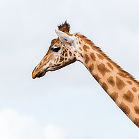 Buy canvas prints of Square crop of a giraffe by Jason Wells