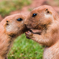 Buy canvas prints of Pair of prairie marmots by Jason Wells