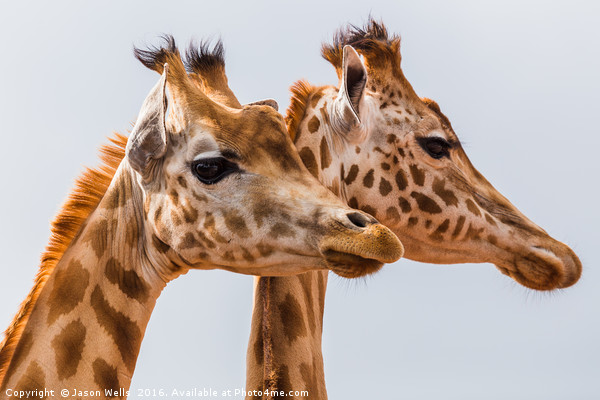 West African giraffe pair Picture Board by Jason Wells