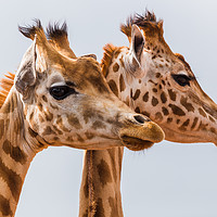 Buy canvas prints of West African giraffe pair by Jason Wells