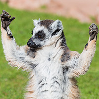 Buy canvas prints of A ring-tailed lemur enjoying the sunshine by Jason Wells