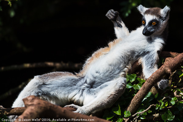 Ring-tailed lemur sunbathing on a tree Picture Board by Jason Wells