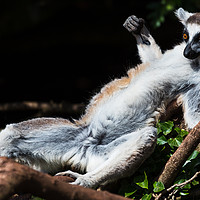 Buy canvas prints of Ring-tailed lemur sunbathing on a tree by Jason Wells