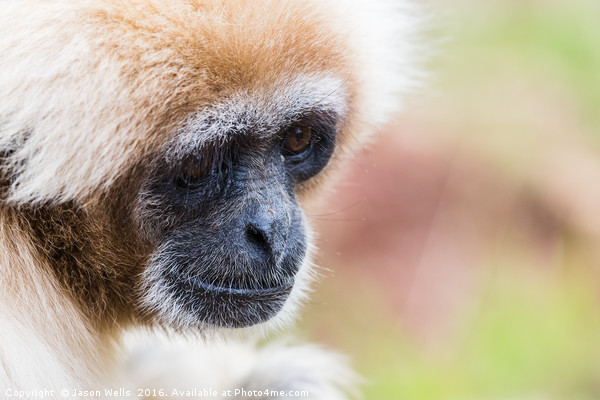 Portrait of a white-handed gibbon Picture Board by Jason Wells
