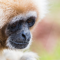 Buy canvas prints of Portrait of a white-handed gibbon by Jason Wells