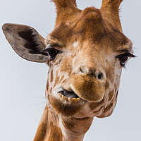 Buy canvas prints of West African giraffe chewing by Jason Wells