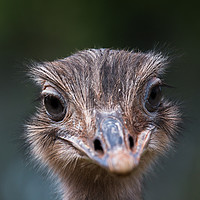 Buy canvas prints of Up close with an Emu by Jason Wells