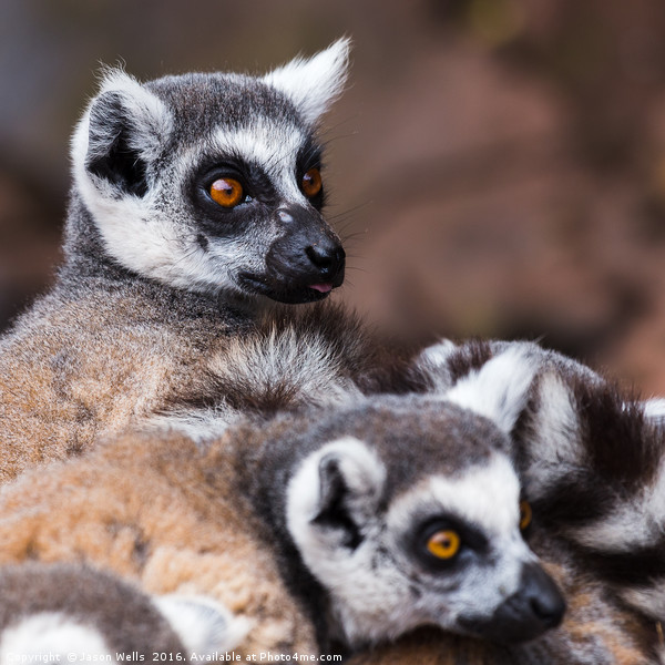 Ring-tailed lemurs spooked Framed Print by Jason Wells