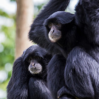 Buy canvas prints of Siamang square crop by Jason Wells