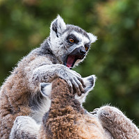 Buy canvas prints of Ring-tailed lemurs fighting by Jason Wells