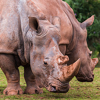 Buy canvas prints of White Rhinoceros duo by Jason Wells
