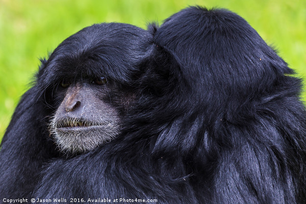Pair of Siamangs cuddling Picture Board by Jason Wells