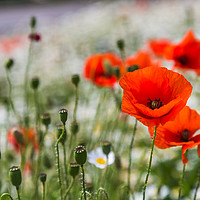 Buy canvas prints of Poppys filling the frame by Jason Wells