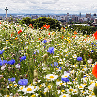 Buy canvas prints of Widlflowers in front of the Liverpool skyline by Jason Wells