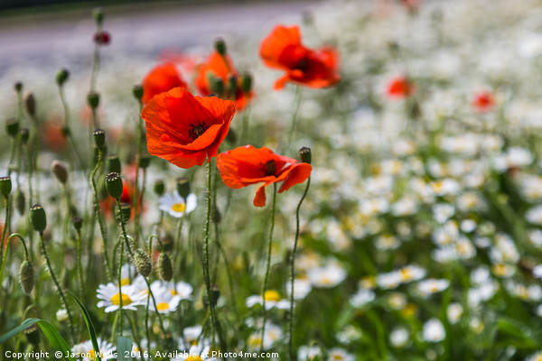 Poppys in front of a sea of bokeh Picture Board by Jason Wells