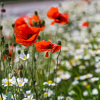 Buy canvas prints of Poppys in front of a sea of bokeh by Jason Wells