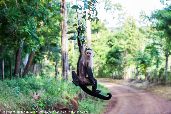 A white faced capuchin swings from a branch Picture Board by Jason Wells