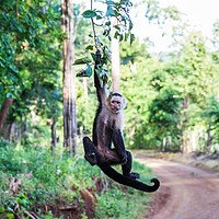 Buy canvas prints of A white faced capuchin swings from a branch by Jason Wells