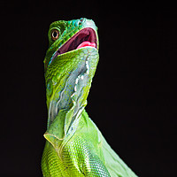 Buy canvas prints of Square crop of a Green Iguana by Jason Wells