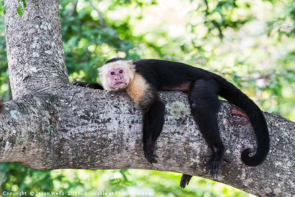 White-faced capuchin rests after food Picture Board by Jason Wells