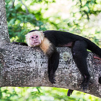 Buy canvas prints of White-faced capuchin rests after food by Jason Wells
