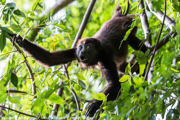 Howler monkey reaching out Picture Board by Jason Wells