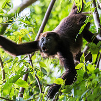 Buy canvas prints of Howler monkey reaching out by Jason Wells