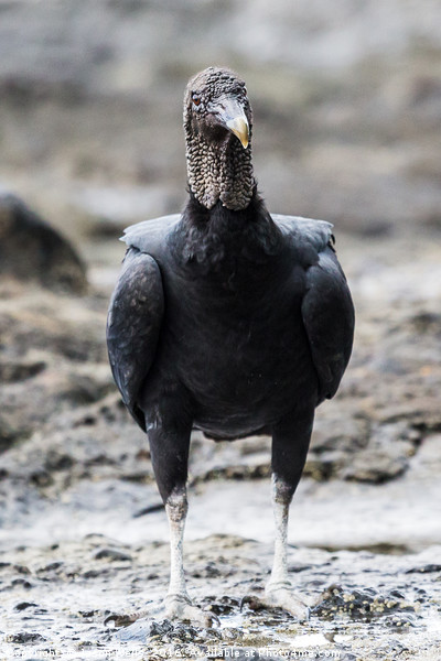 Portrait crop of a Black Vulture foraging in rock  Picture Board by Jason Wells