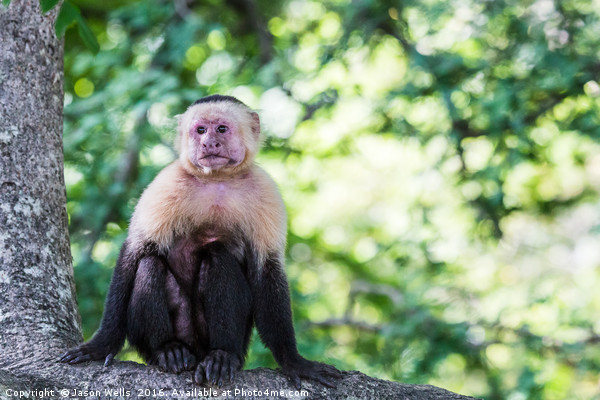 A white faced capuchin perches on a branch Picture Board by Jason Wells