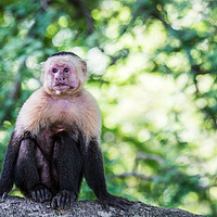Buy canvas prints of A white faced capuchin perches on a branch by Jason Wells