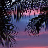 Buy canvas prints of Silhouette of palm leaves by Jason Wells