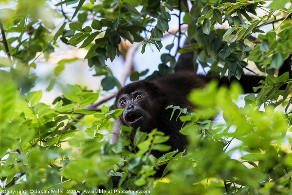 A howler monkey reaches out for a branch full of l Picture Board by Jason Wells