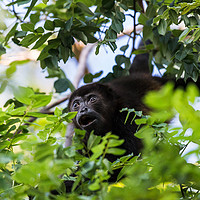 Buy canvas prints of A howler monkey reaches out for a branch full of l by Jason Wells