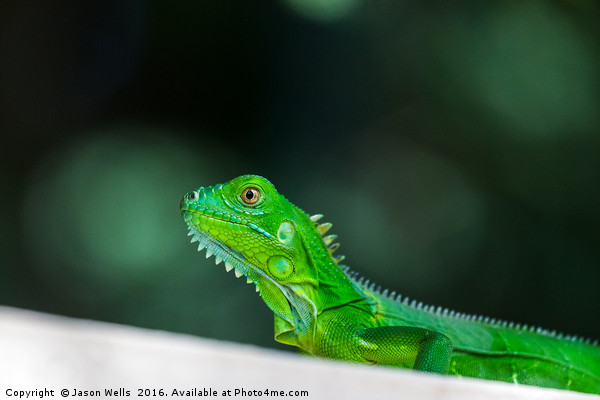 Baby Green Iguana Picture Board by Jason Wells