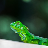 Buy canvas prints of Baby Green Iguana by Jason Wells