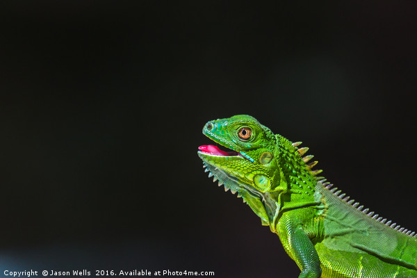 Juvenile Green Iguana basking Picture Board by Jason Wells
