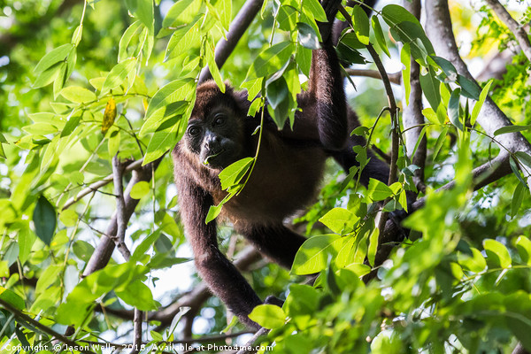 Howler monkey facing the camera during a feed Picture Board by Jason Wells