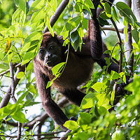 Buy canvas prints of Howler monkey facing the camera during a feed by Jason Wells