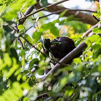 Buy canvas prints of Howler monkey ripping the leaves from a tree by Jason Wells
