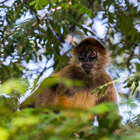 Buy canvas prints of A spider monkey in the tree tops by Jason Wells