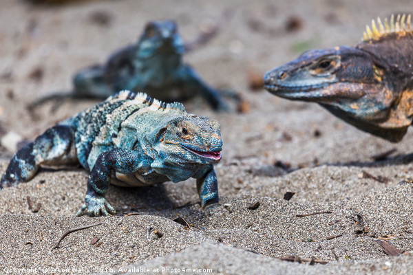 Trio of black iguanas on the beach Picture Board by Jason Wells