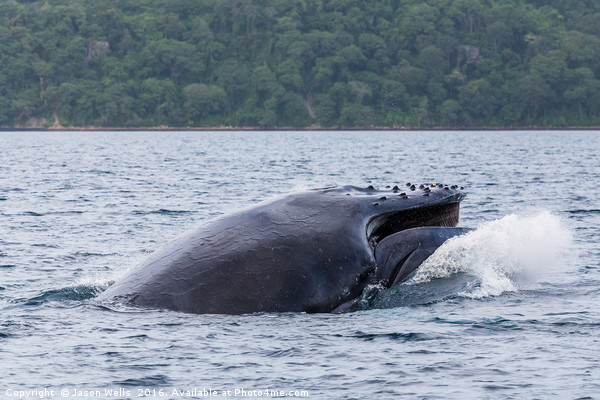 Humpback whale crashes to the surface of the ocean Picture Board by Jason Wells