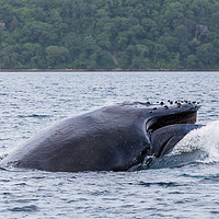 Buy canvas prints of Humpback whale crashes to the surface of the ocean by Jason Wells
